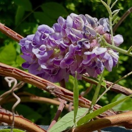 a close up of a plant